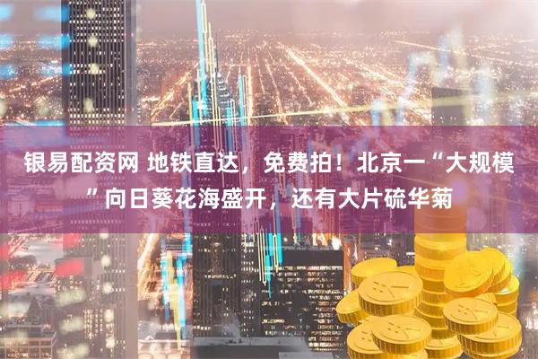 银易配资网 地铁直达，免费拍！北京一“大规模”向日葵花海盛开，还有大片硫华菊